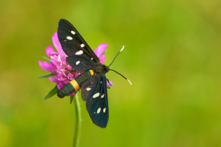 Amata phegea