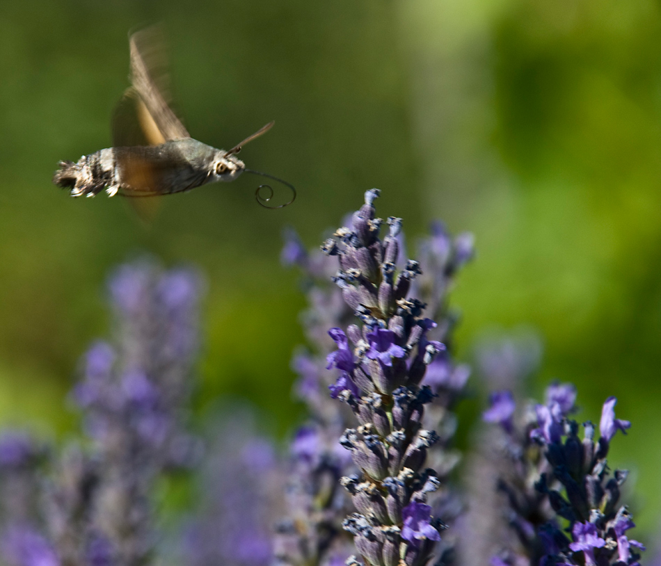 Macroglossum stellatarum