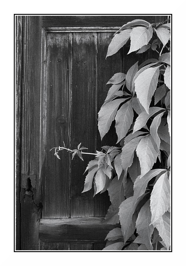Bianco & Nero con Legno e Foglie