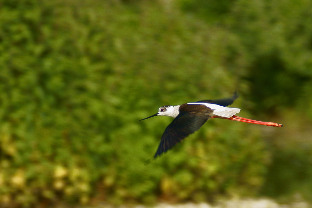 Il volo del cavaliere d'Italia