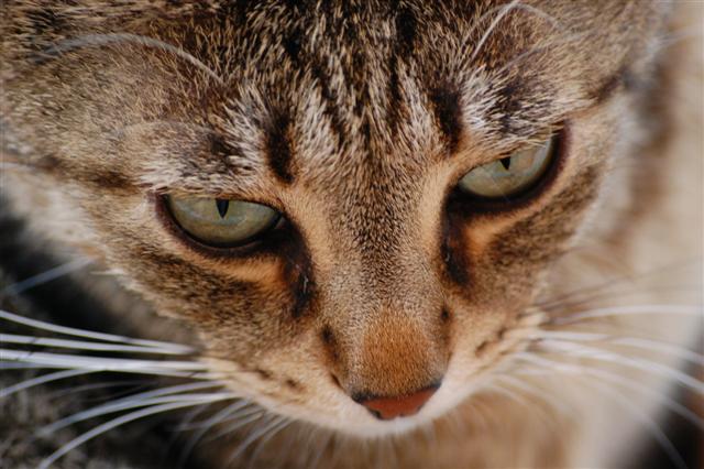 Per me � un ritratto