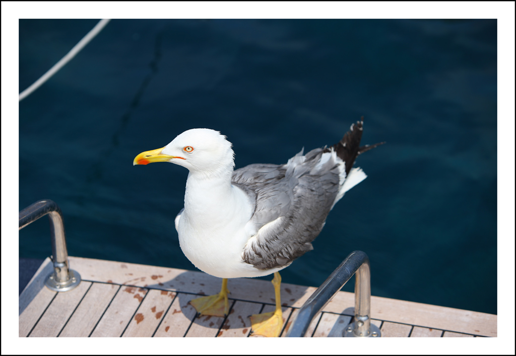 posso salire a bordo ?