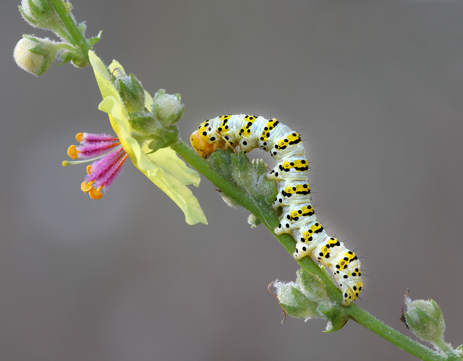 da grande sar� un ..... macaone