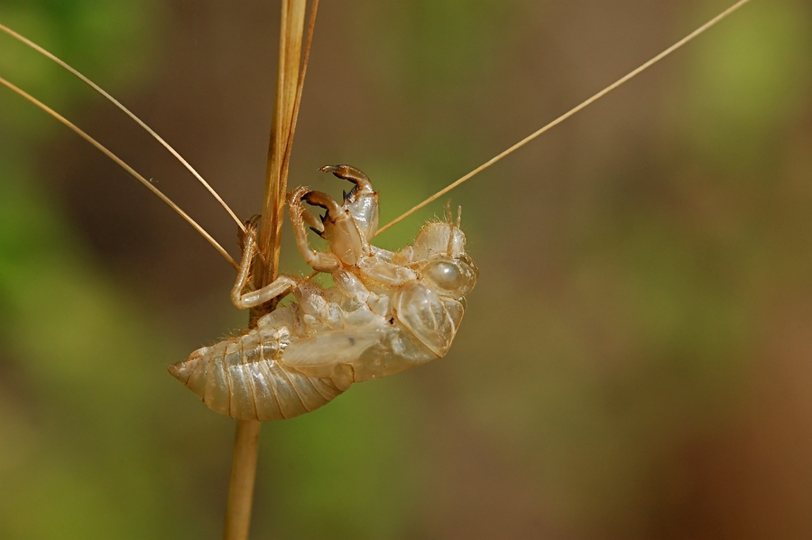 Teca tegumentaria di cicala