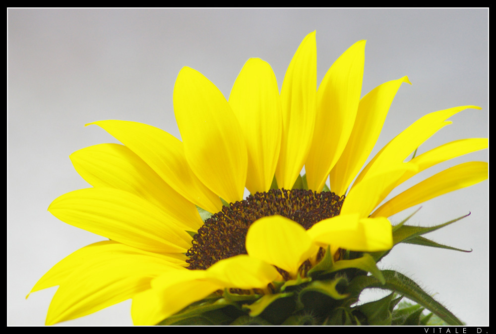 Girasole... fuori stagione!