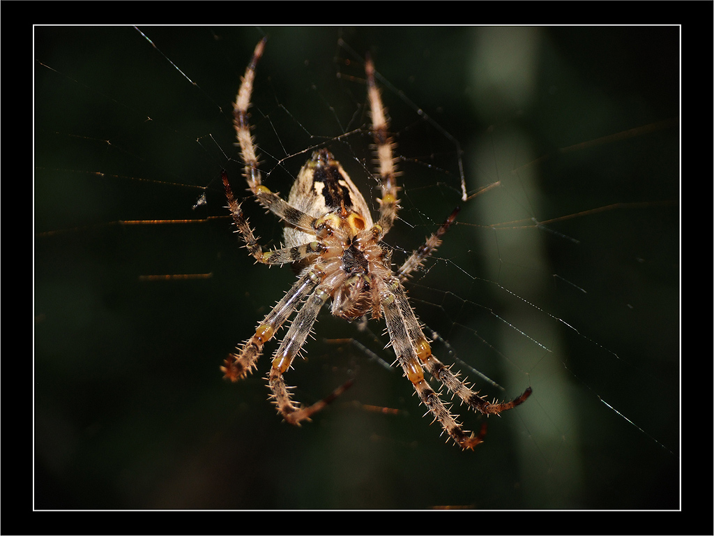 Spider