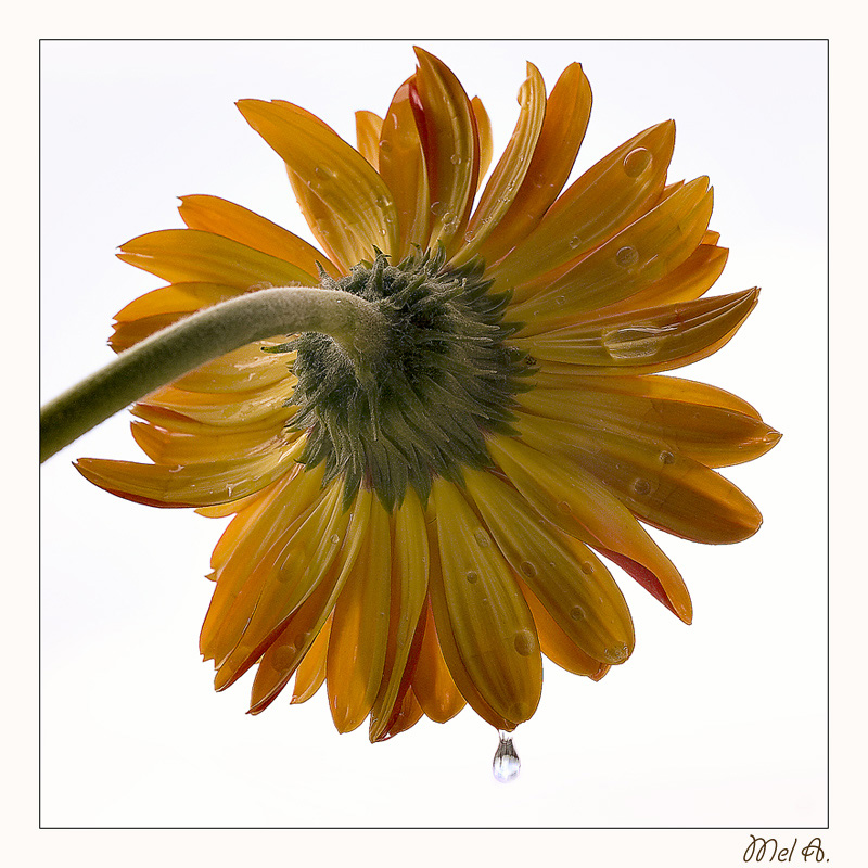 Gerbera