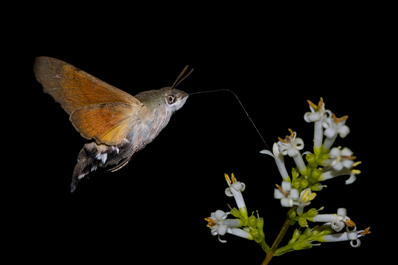 Macroglossum stellatarum aggiunte altre 2 foto...