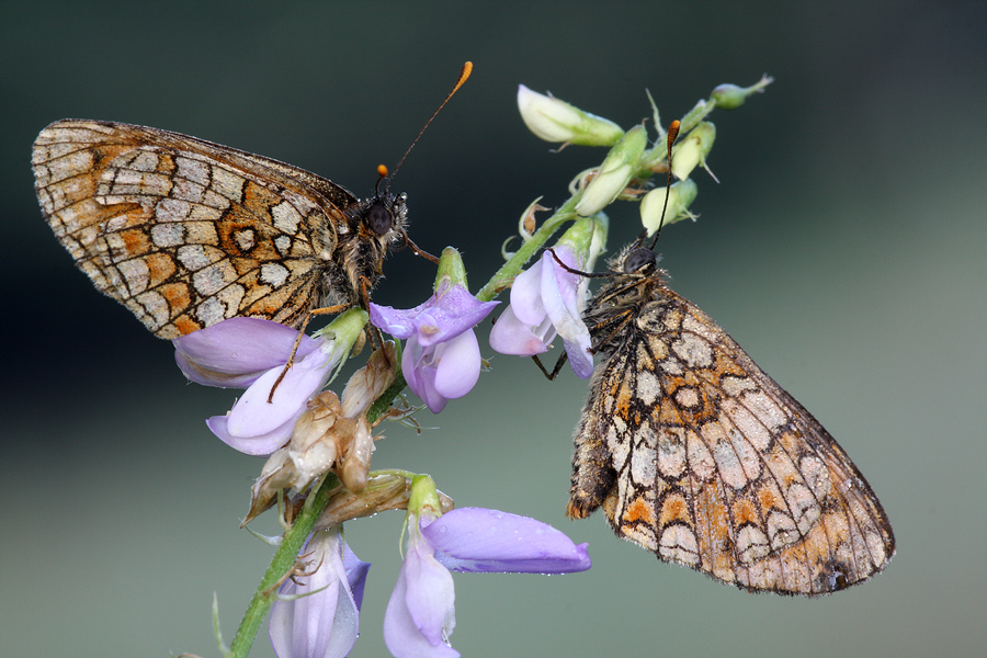 Melithea ... no Melithee