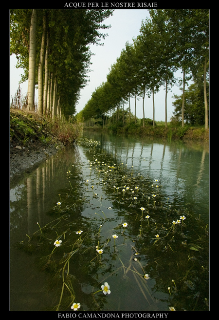 acque per le nostre risaie