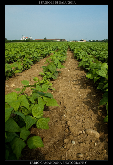 fagioli di saluggia
