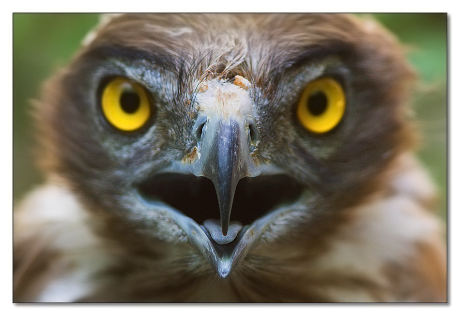 L'attacco del biancone