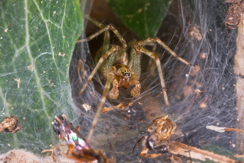 nella tana del mostro!.....