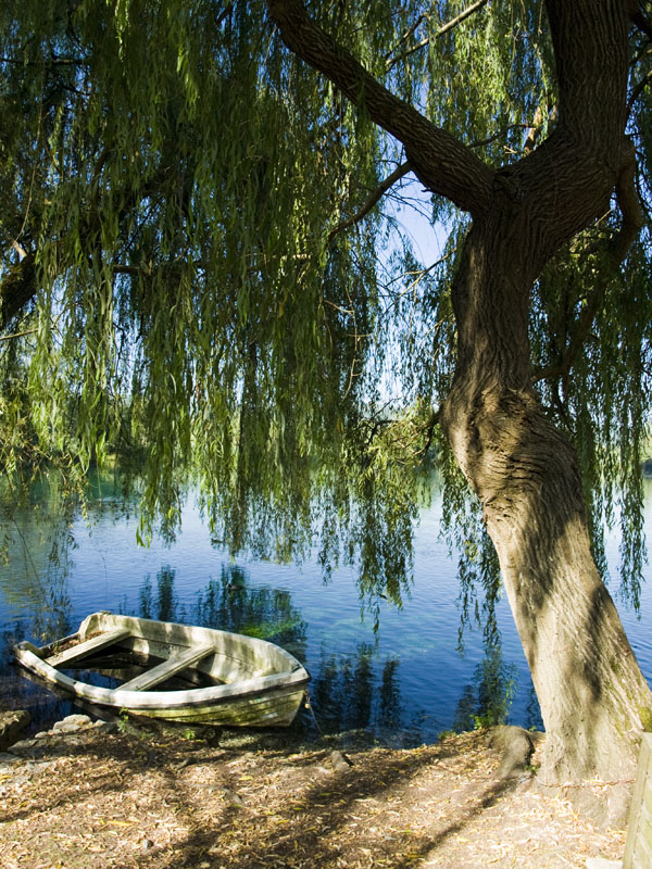 La barca e il salice