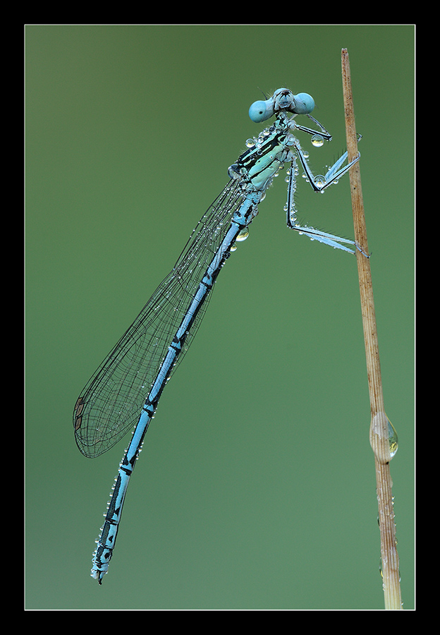 Posa curiosa di damigella