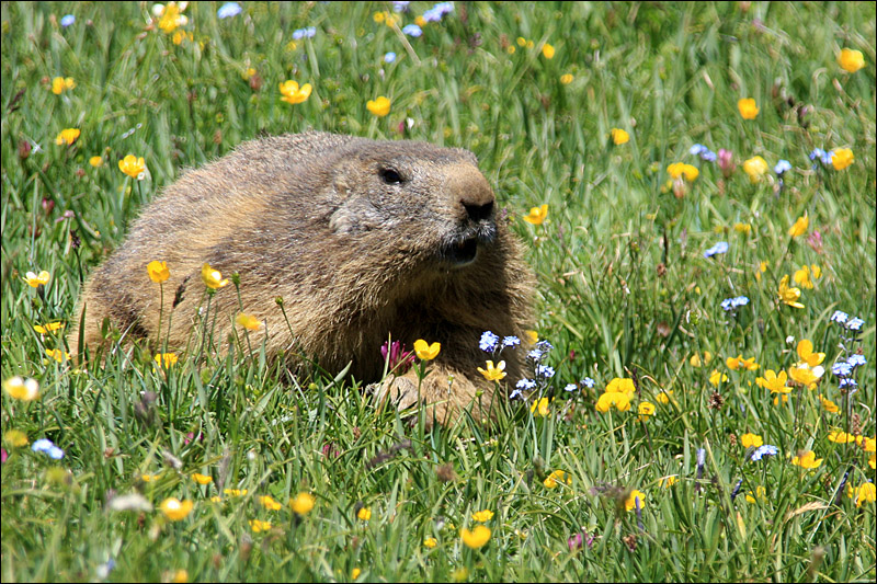 Marmotta
