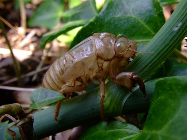 Out Of Body Experience