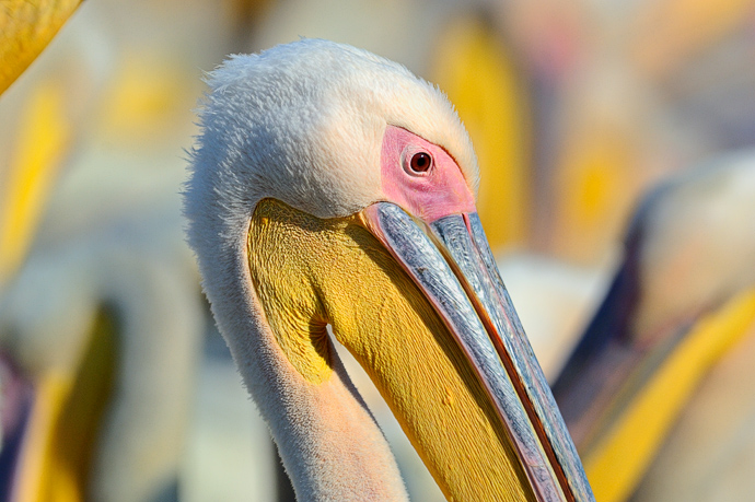 Ritratto di pellicano