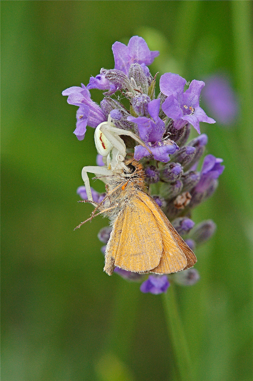 Agguato tra la lavanda