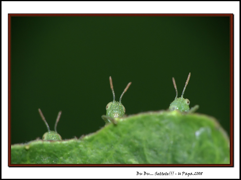 Bu Bu... Settete!!!