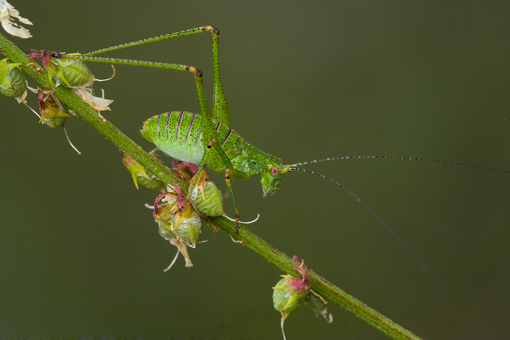 Cavalletta o grillo Dilemma?