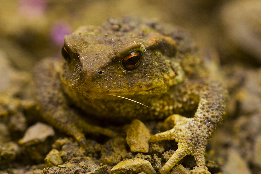 Se mi dai un bacio........divento un principe...........