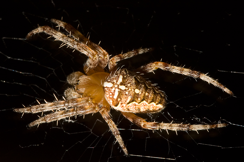 mostro nelle tenebre...