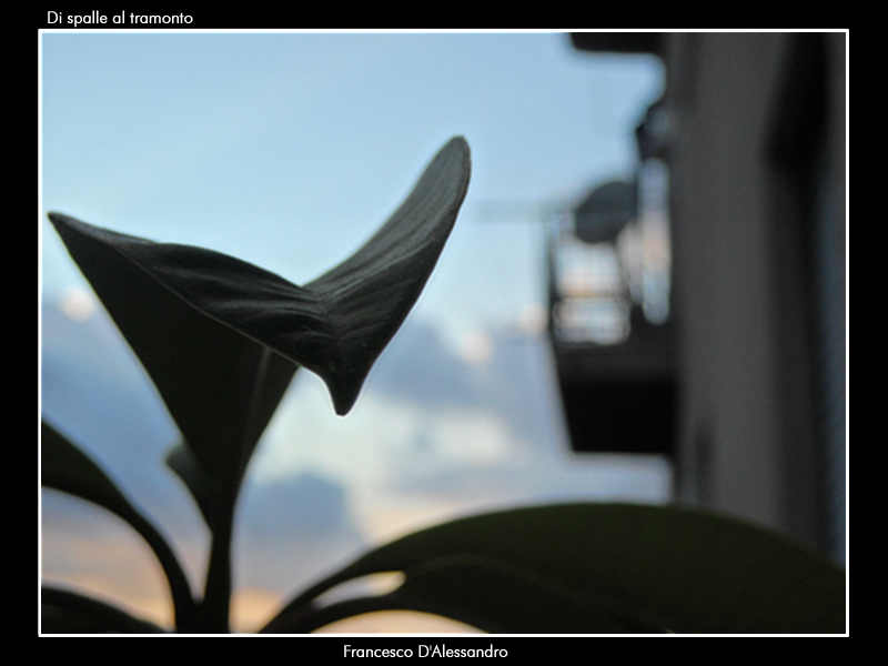 Di spalle al tramonto