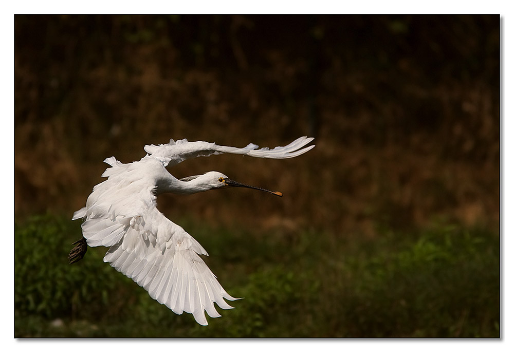 Il volo della spatola