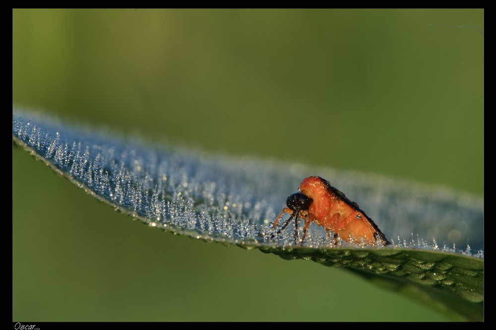 Il mostro della rugiada....