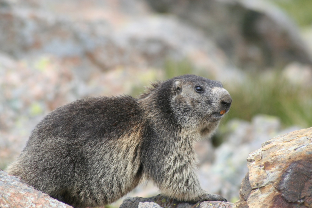 Marmotta con il Tartaro