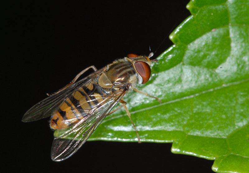 il riposo del dittero