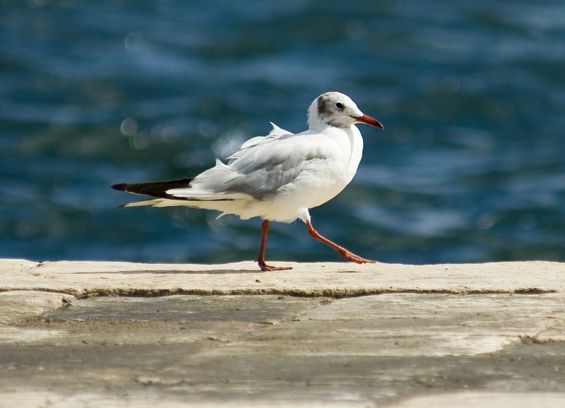 gabbiano a passeggio