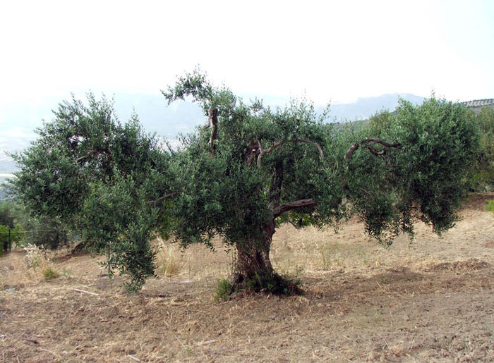 Albero di ulivo