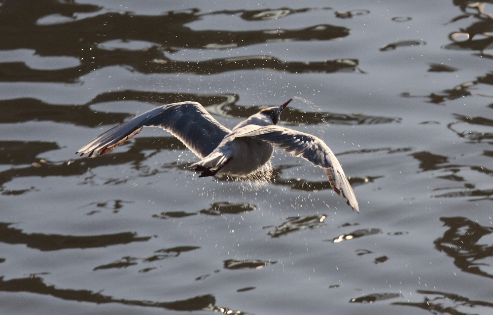 Gabbiano che si asciuga