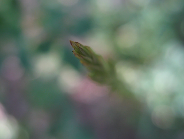 Aspirare all'alto per distinguersi dagli altri...