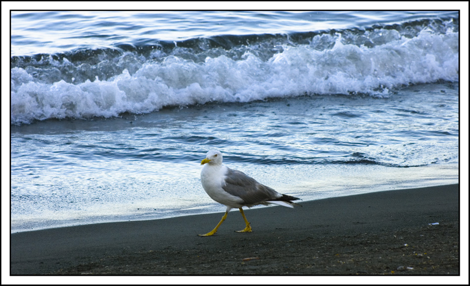 Passeggiando sulla riva...
