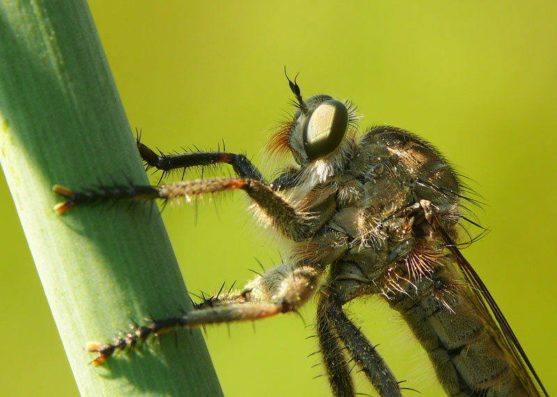Asilide - primo piano