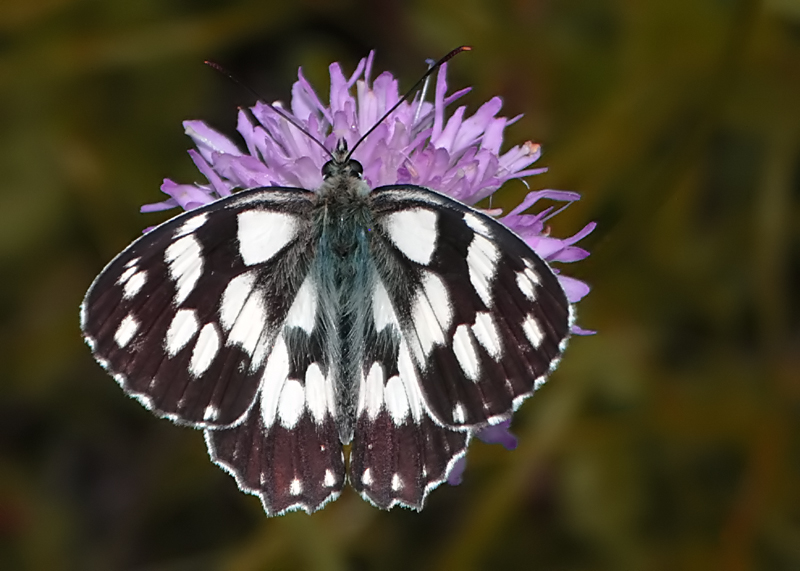 Melanargia galathea