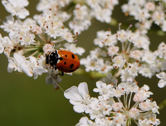 coccinella