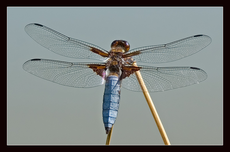 Libellula Depressa
