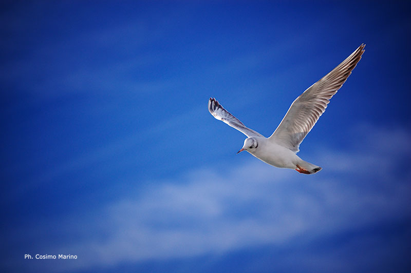 Gabbiano in volo