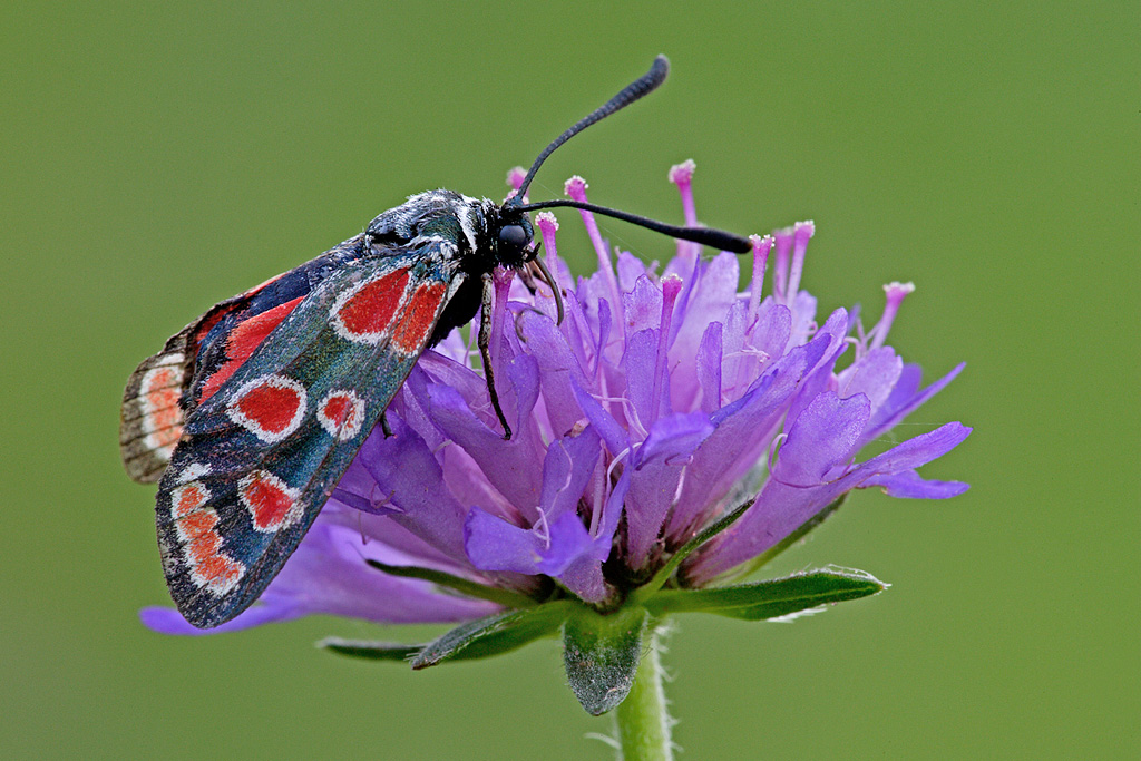 Zygaena carniolica