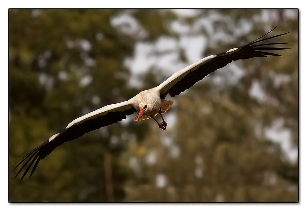 Il volo della cicogna