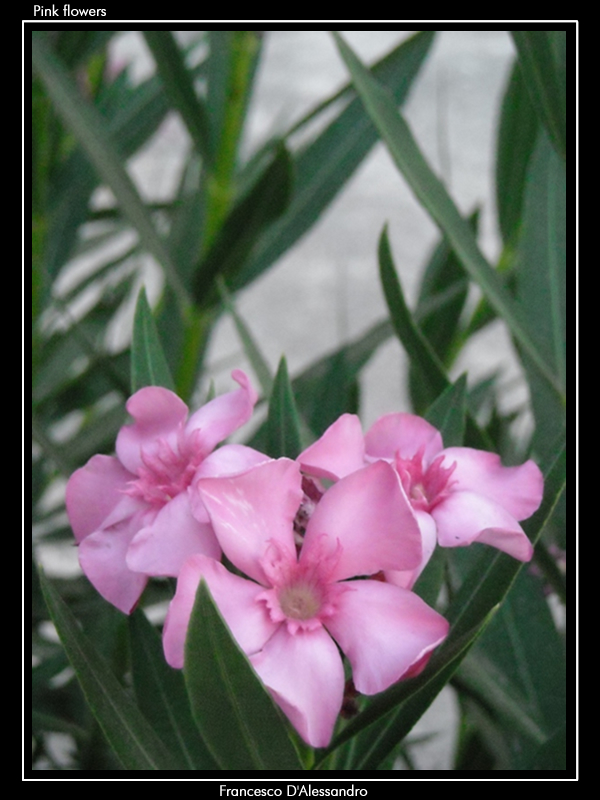 Pink flowers