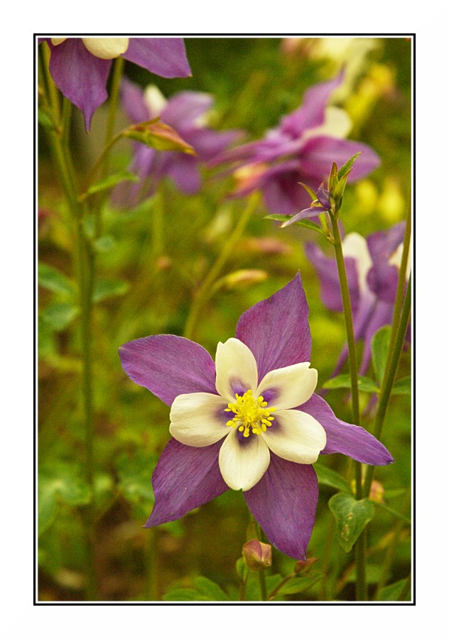 I fiori della Valsesia