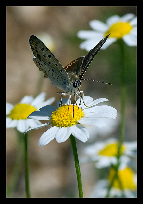 Facendosi una camomilla