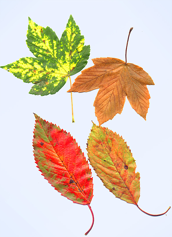 Quattro foglie su sfondo bianco