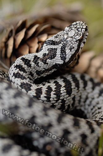 Vipera Berus - una mia passione