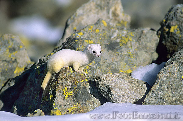 Ermellino abito invernale